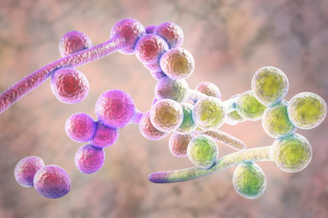 Candida albicans